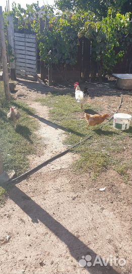 Куры молодки несушки