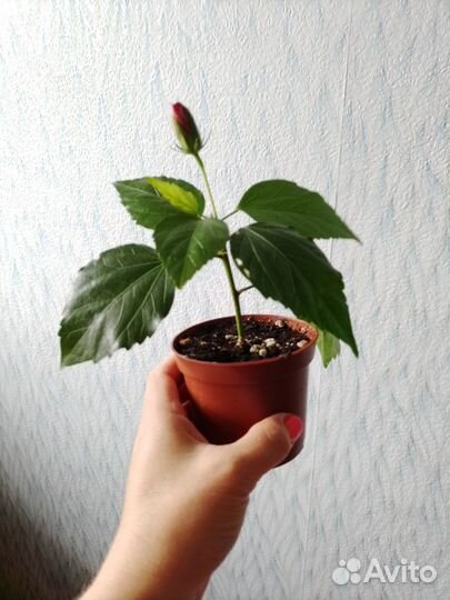 Гибискус китайская роза