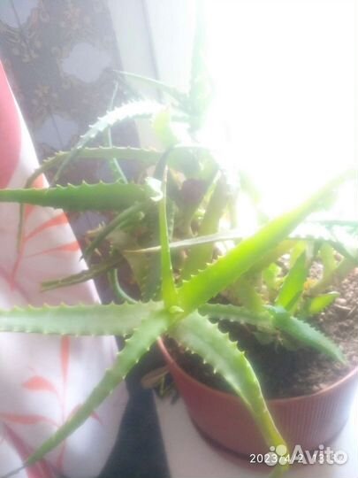 Алое лечебный,возраст 5лет,продаются ветками