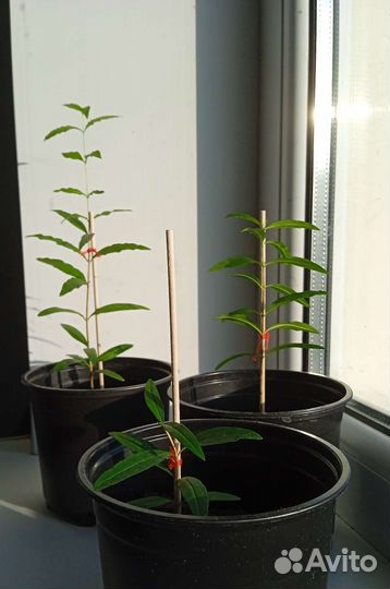 Гранатовое дерево