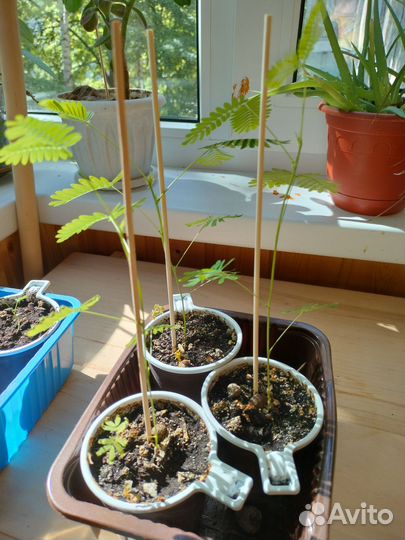 Мимоза стыдливая