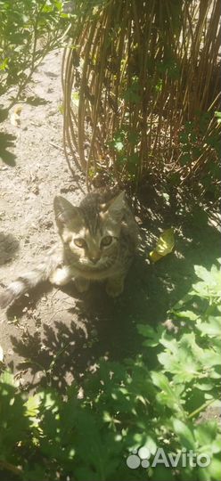 Кошки в добрые руки