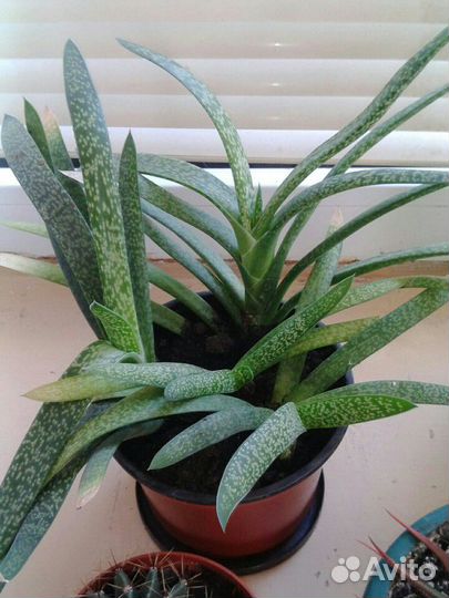 Кактусы и суккуленты пакетом