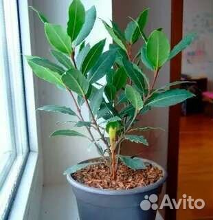 Саженцы лавра благородного