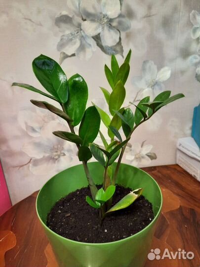 Замиокулькас