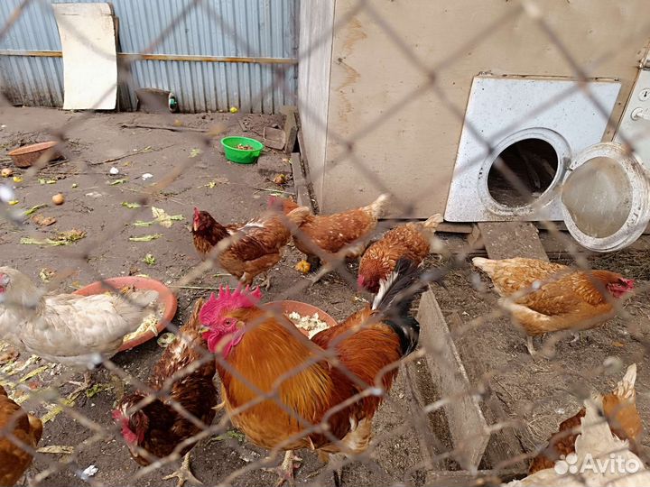 Куры несушки ломан braun