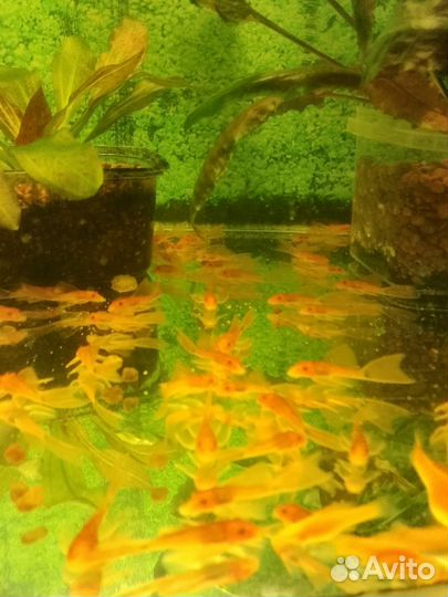 Аквариумные рыбки