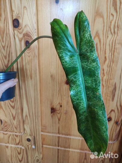 Набор из 8 цветов