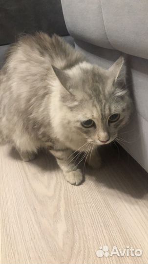 Кошка красавица в добрые руки