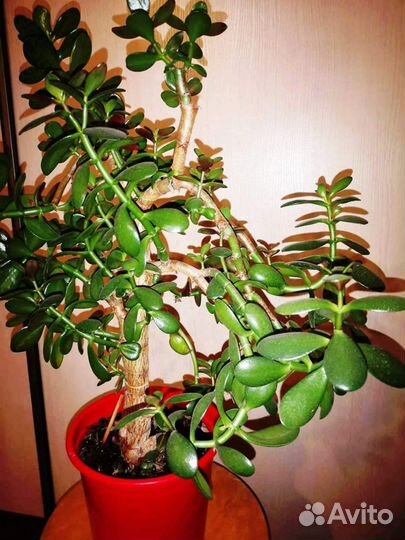 Крассула толстянка (денежное дерево)