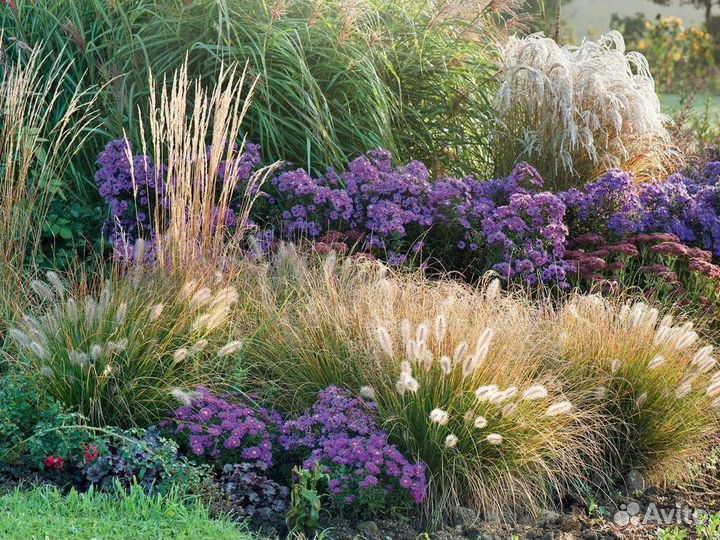 Многолетники для сада цветы в P9