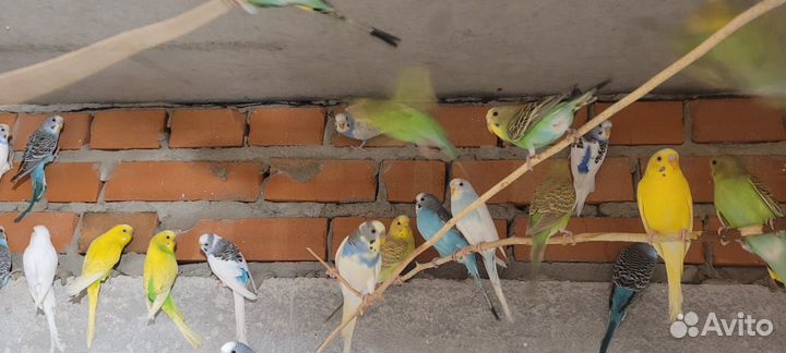 Волнистые попугаи