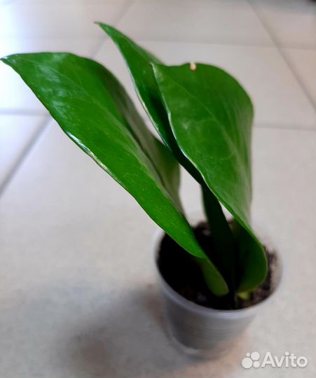 Замиокулькас (долларовое дерево). Комнатные цветы