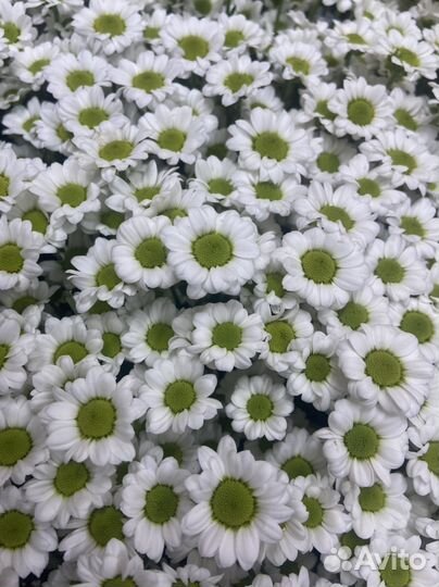 Букет из хризантем 25 шт