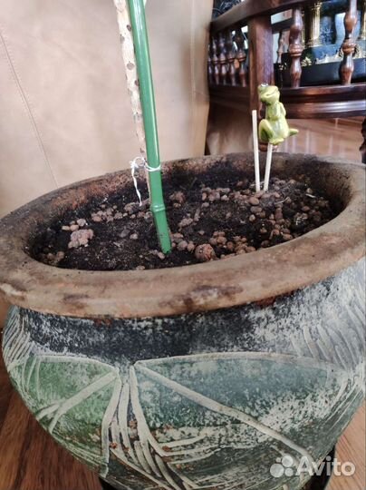 Кодиеум кротон