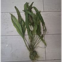 Аквариумное растение