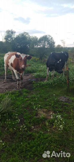 Корова молочная