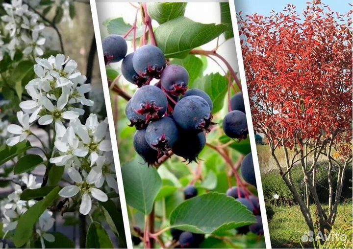 Ирга канадская саженцы