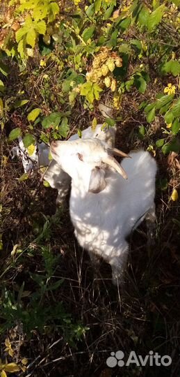 Козочка и козлик