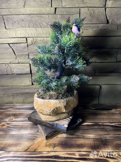 Дерево бонсай