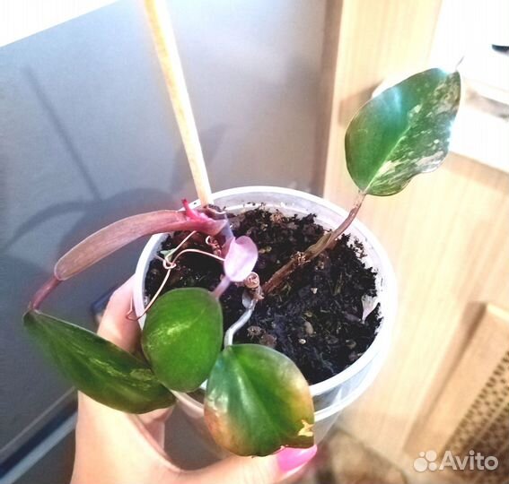 Растения из личной коллекции