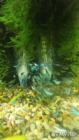 Неон голубой