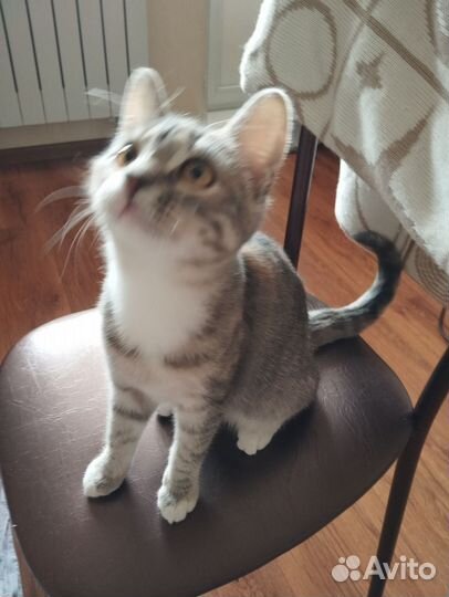 Кошка