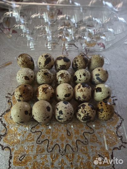 Яйца перепелиные домашние