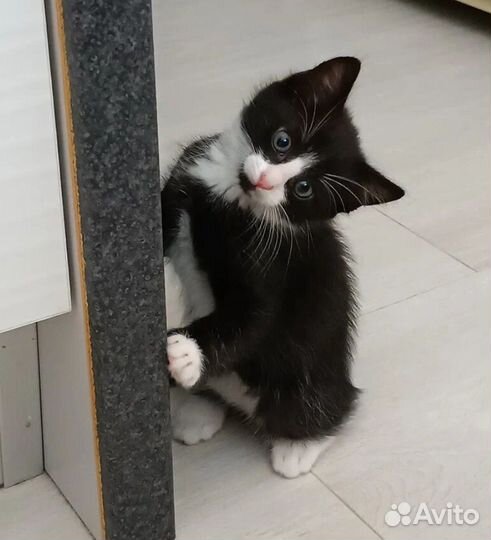 Котик в добрые руки