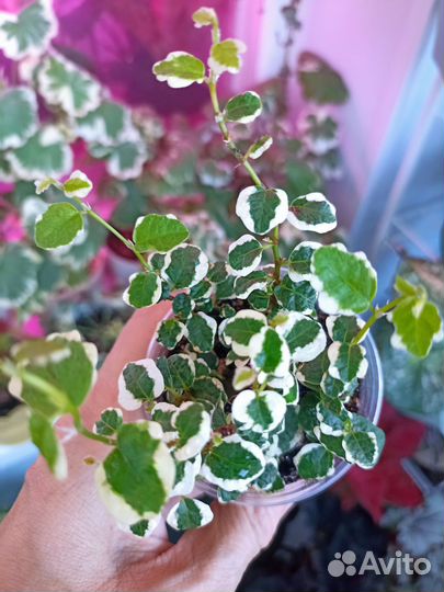 Фикус Пумила 2 сорта, Церопегия 3 сорта, и др