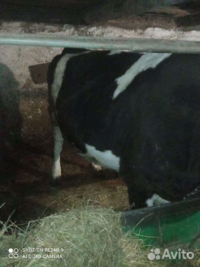 Корова бык тёлка
