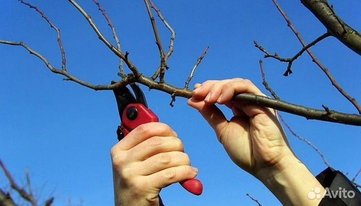 Услуги садовника. Волгодонск