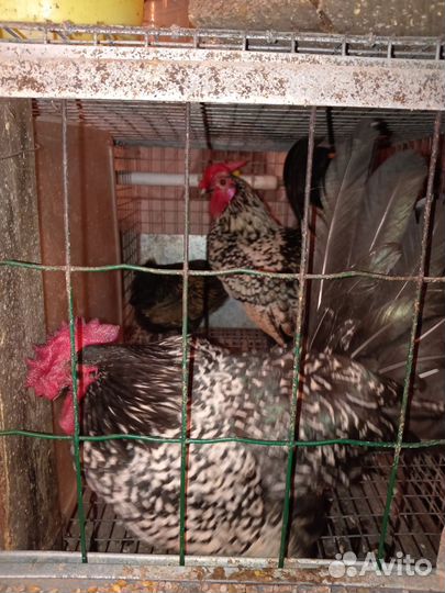 Бентамки карликовые курочки