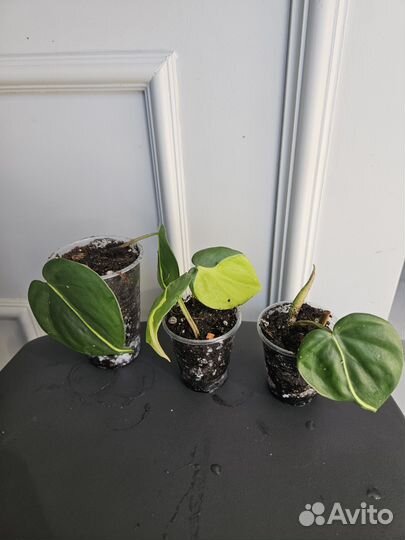 Сциндапсус неон, филодендрон сканденс