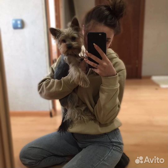 Кобель вязка йорк