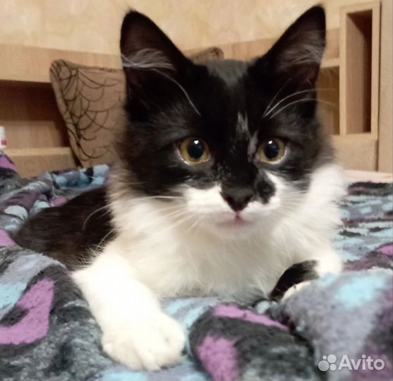 Красавчик котик Том