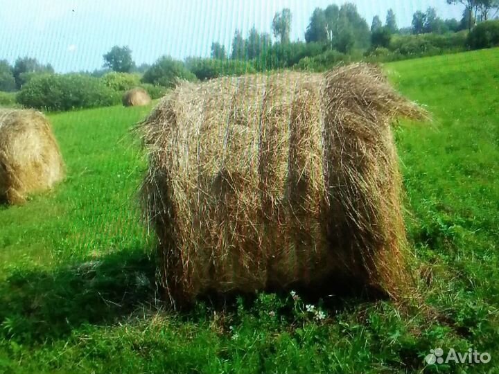 Сено в тюках