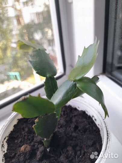 Декабрист шлюмбергера(зигокактус)