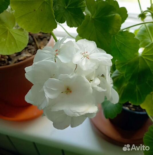 Пеларгония герань белая