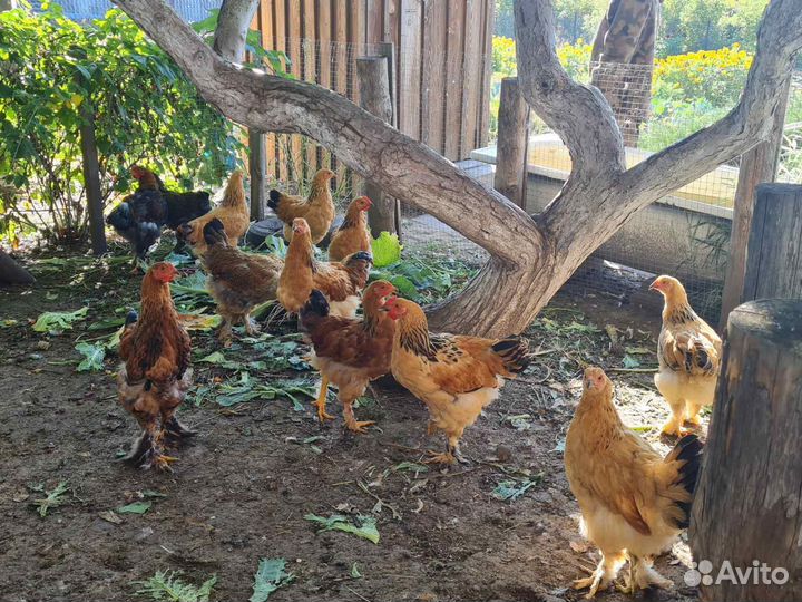 Петухи брамские