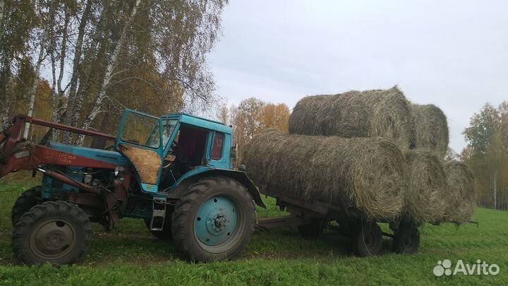 Сено август 2024г