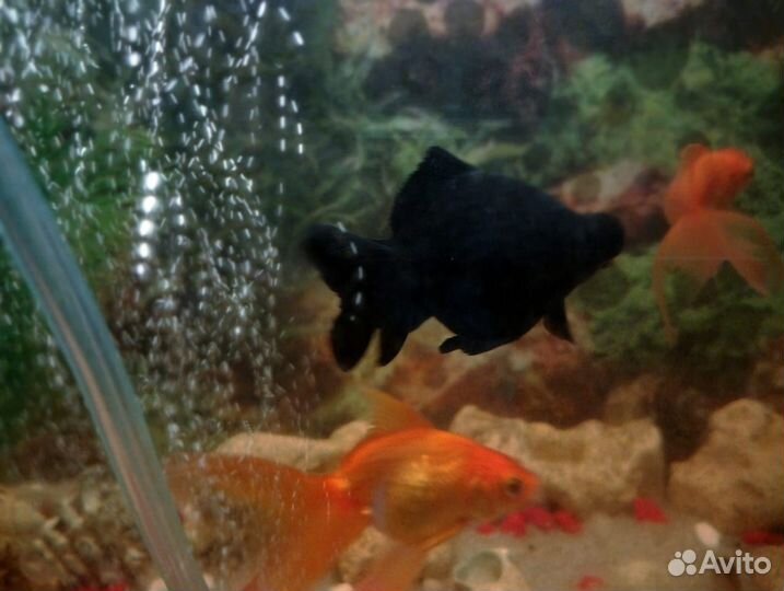 Золотая рыбка черный телескоп