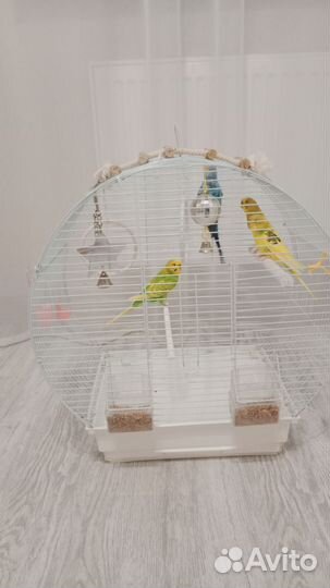 Волнистый попугай