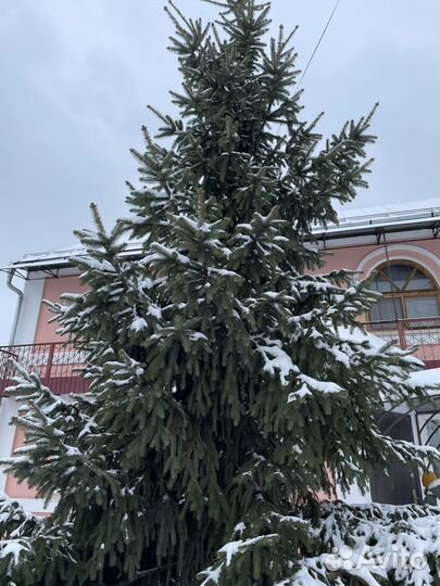 Ель новогодняя живая