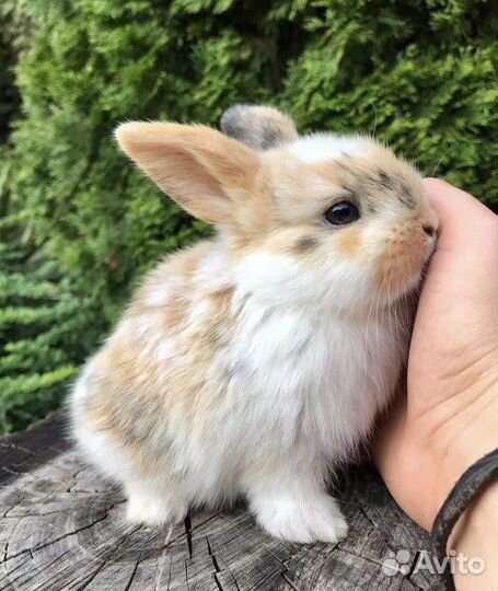 Декоративные кролики