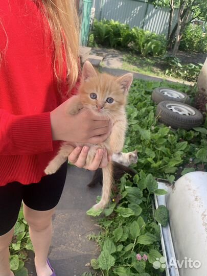 Котята в добрые руки бесплатно