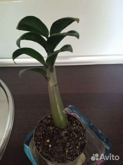 Замиокулькас зензи