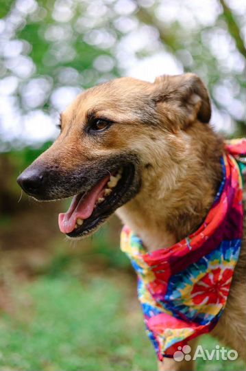 Собаке не место в новой жизни