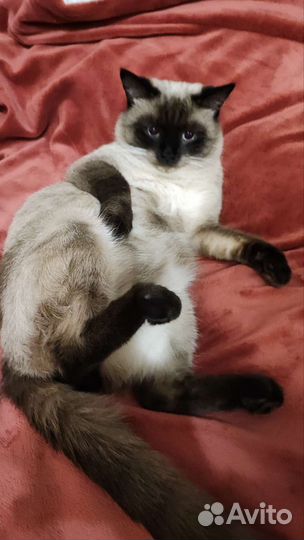 Тайский Кот вязка. Кот ждёт к себе в гости