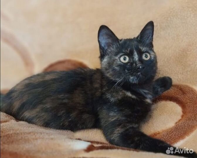 Котята от шотландской кошки в добрые руки